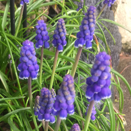 Grape Hyacinthh