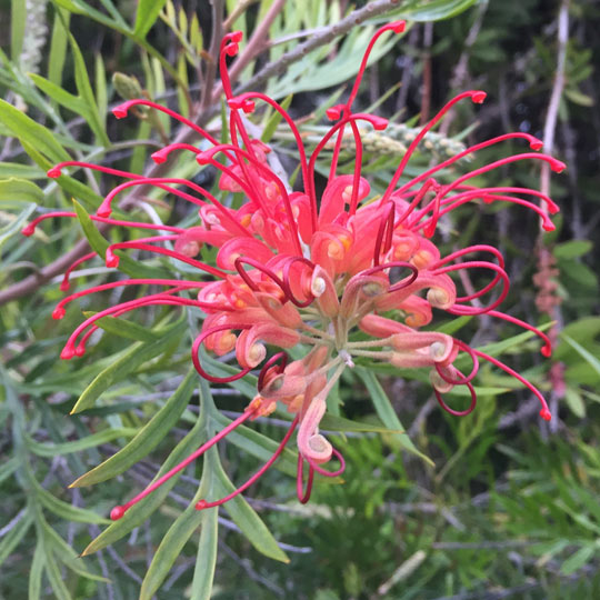 Grevillea