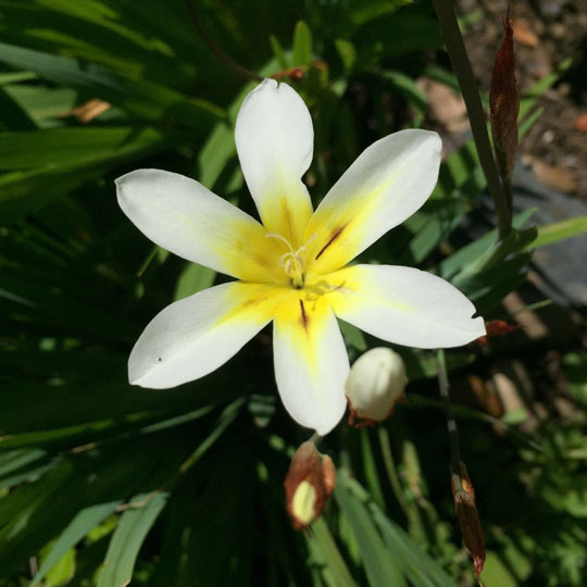 Harlequin Flower