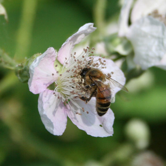 Himalaya Blackberry