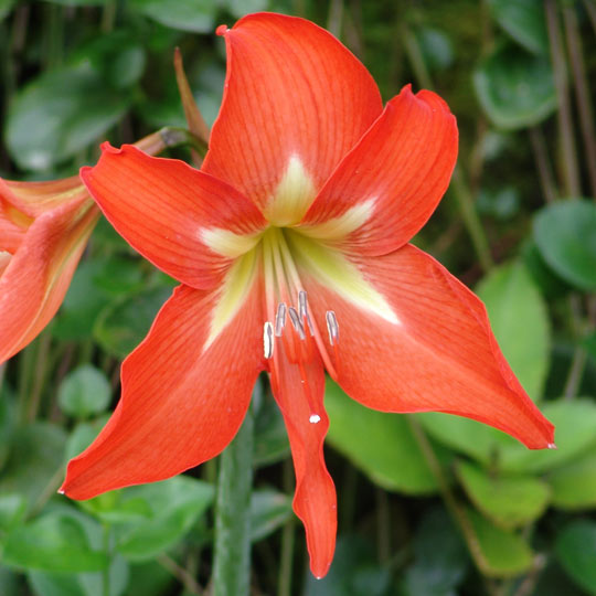 Hippeastrum