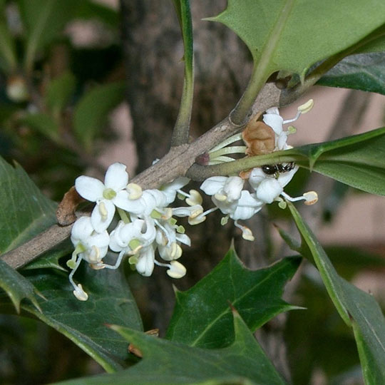 Holly Leaf Osmanthus