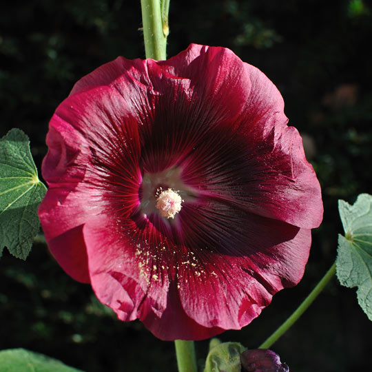 Hollyhock