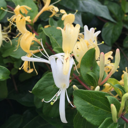 Honeysuckle