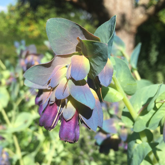 Honeywort