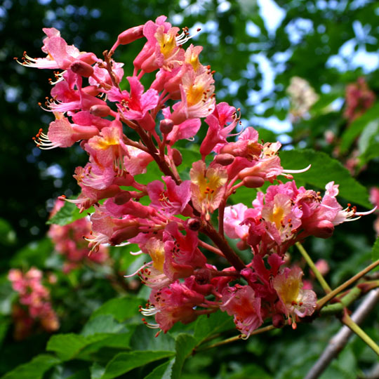 Horse Chestnut