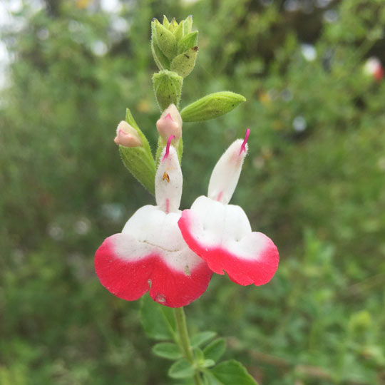 Hot Lips / Baby Sage