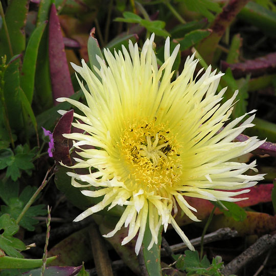 Hottentot Fig