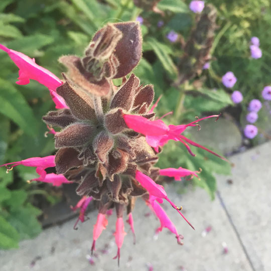 Hummingbird Sage