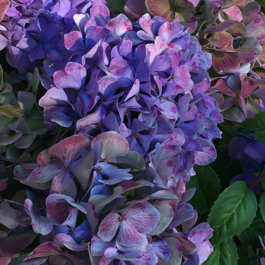 Hydrangea