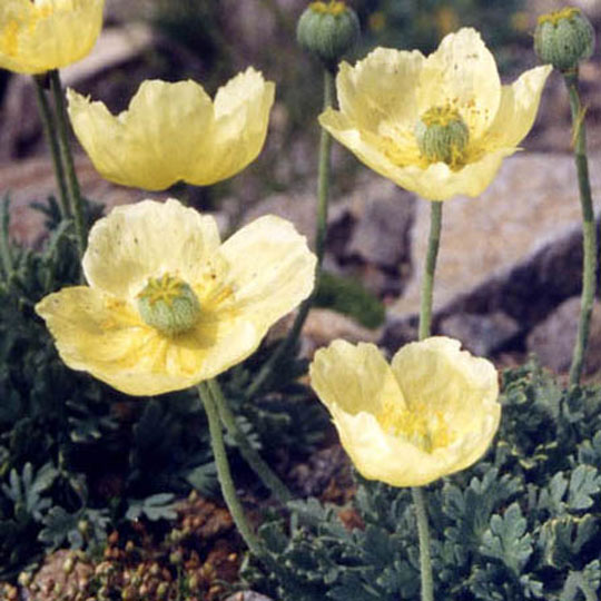 Iceland Poppy