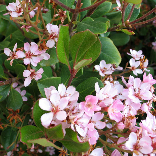 Indian Hawthorn