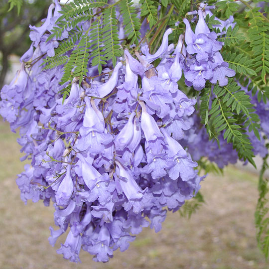 Jacaranda-Mimosifolia