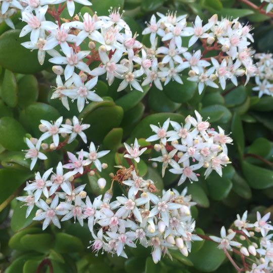 Jade Plant