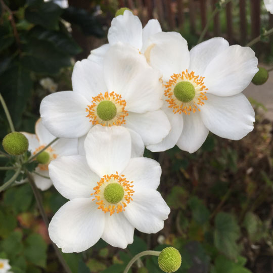 Japanese Anemone