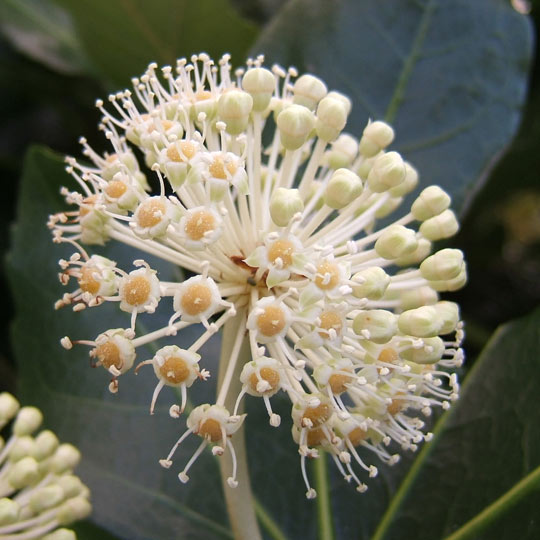 Japanese Aralia