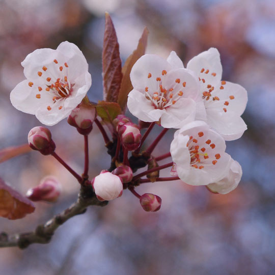 Japanese Flowering Cherry