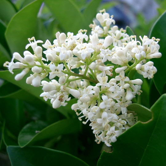 Japanese Privet