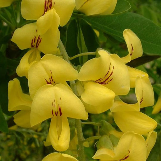 Laburnum watereri