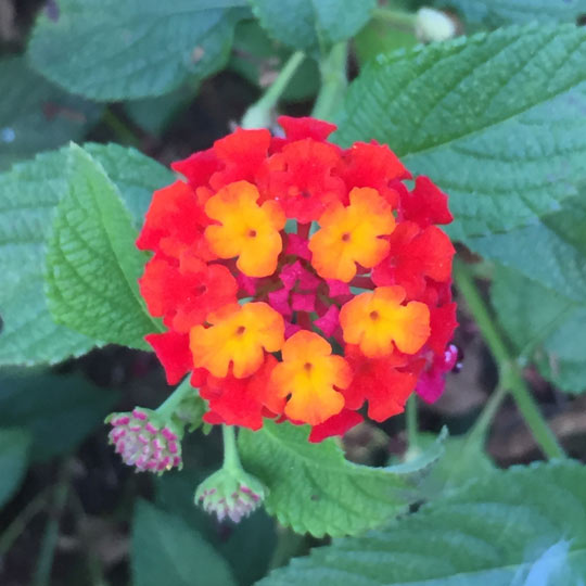 Lantana-Camara