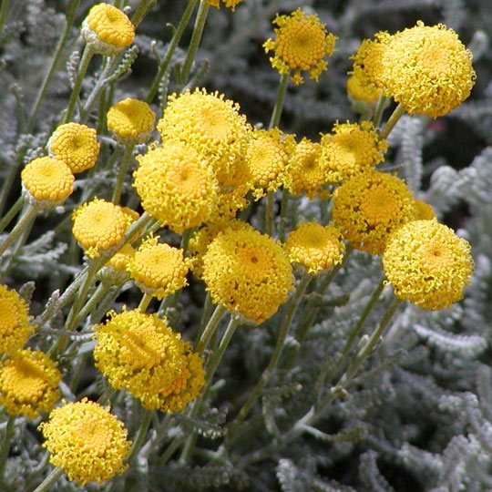 Lavender Cotton