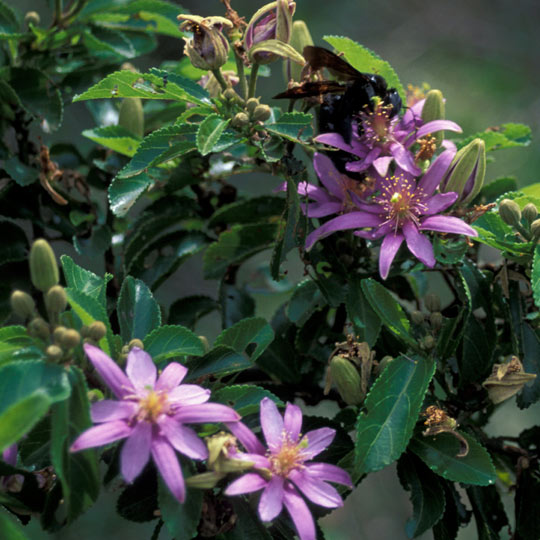 Lavender Starflower