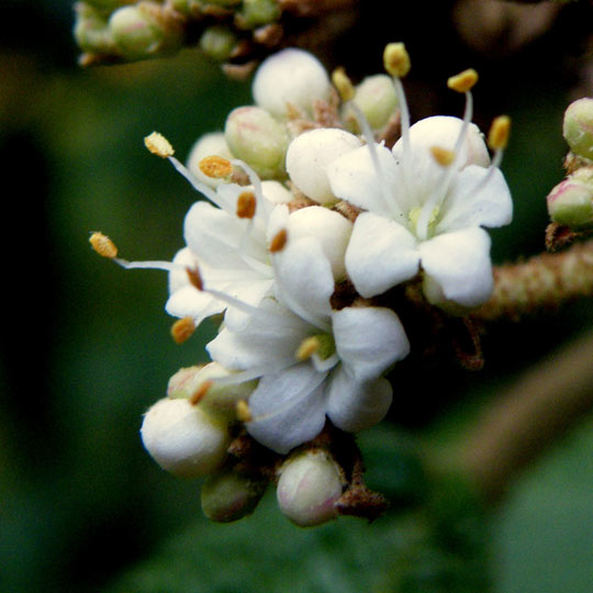 Leatherleaf Viburnum