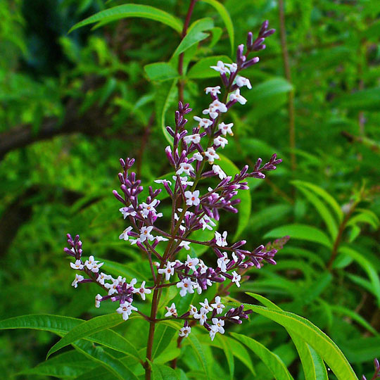 Lemon Verbena