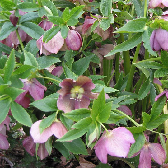 Lenten Rose