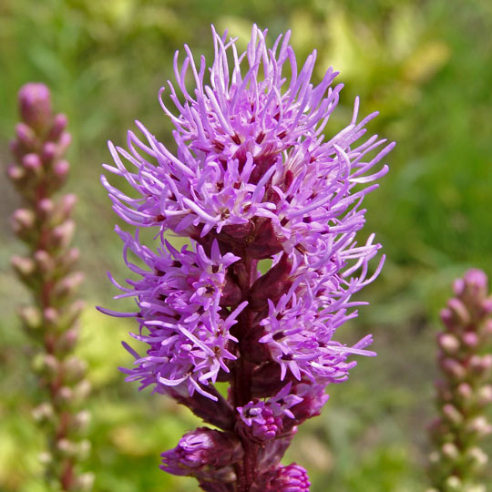 Liatris spicata