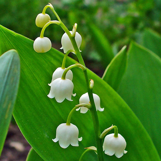 Lily of the Valley