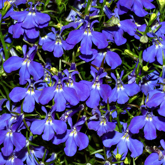 Lobelia