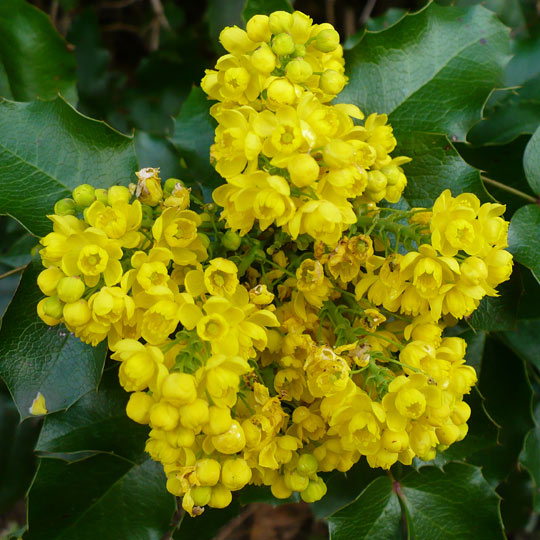 Longleaf Mahonia