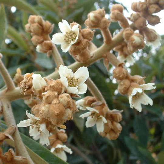 Loquat