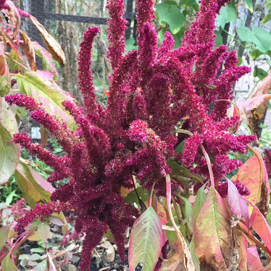 Love Lies Bleeding