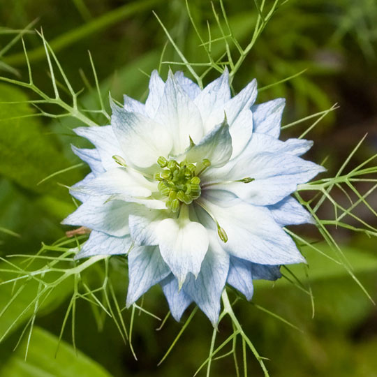 Love in a mist