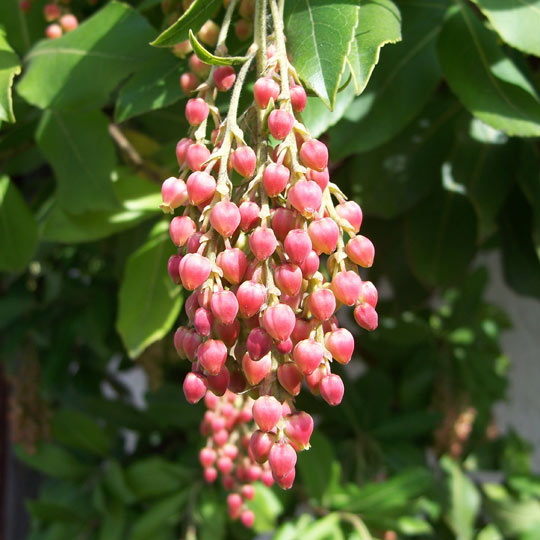 Madrone