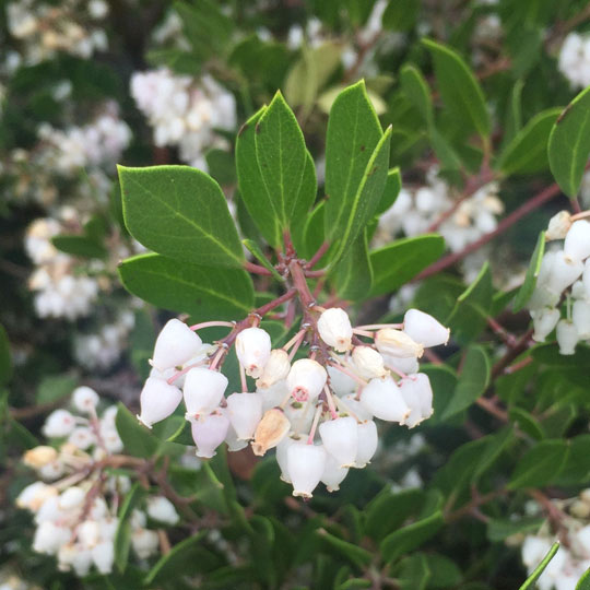 Manzanita