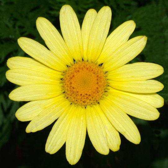 Marguerite