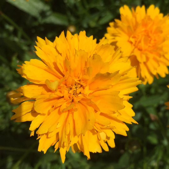 Marigold