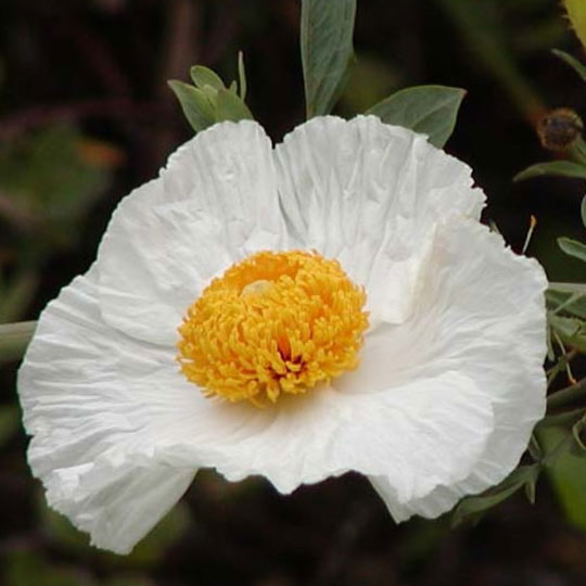 Matilija Poppy