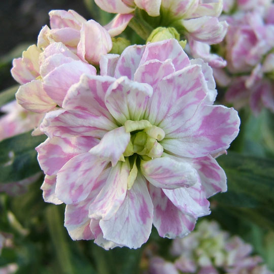 Matthiola Incana