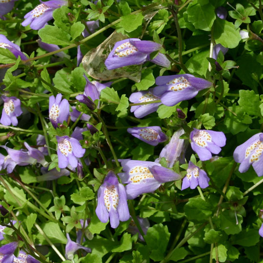 Mazus Reptans