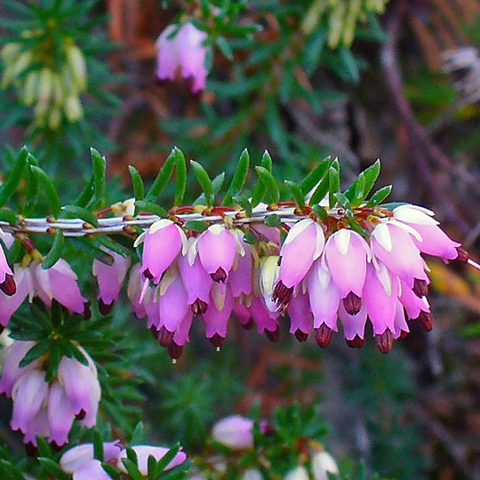 Mediterranean Heather