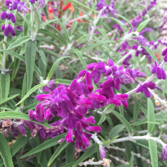 Mexican Bush Sage