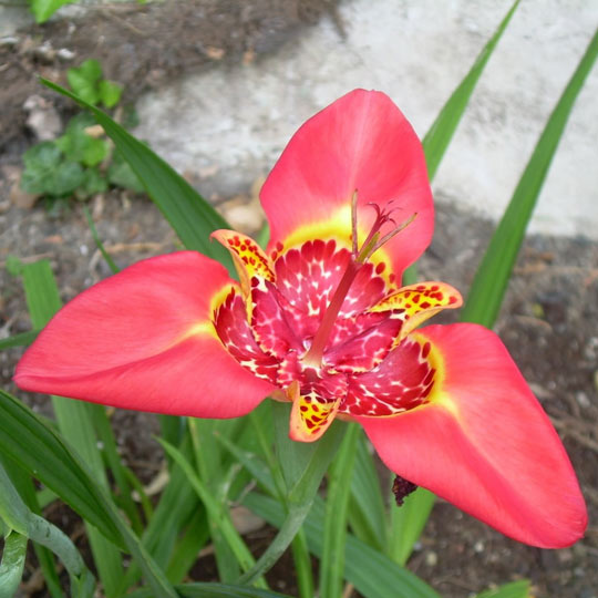 Mexican Shell Flower