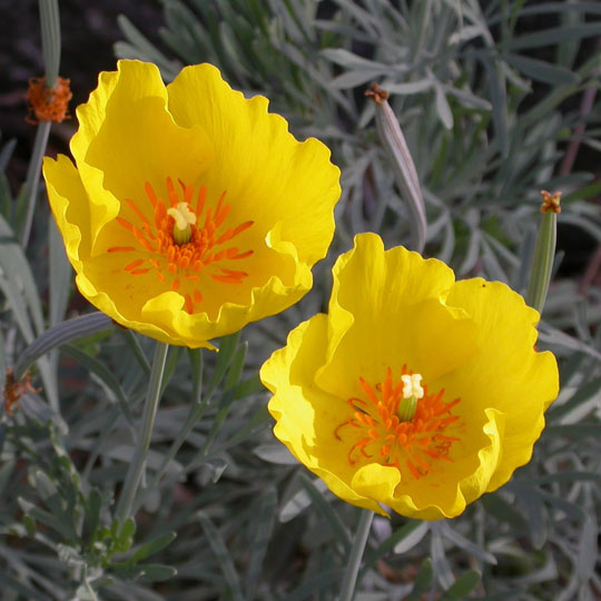 Mexican Tulip Poppy