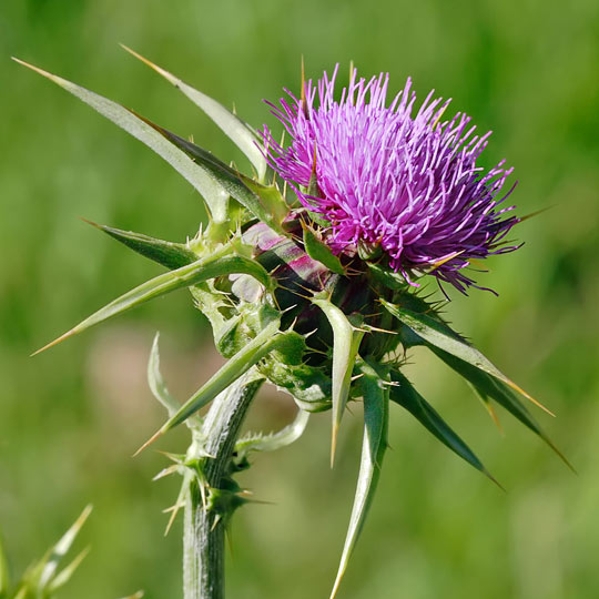 Milk Thistle