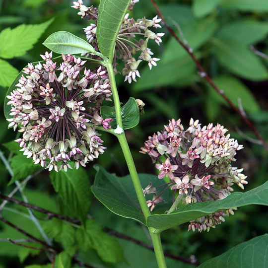 Milkweed