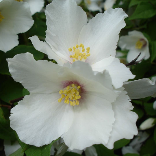 Mock Orange